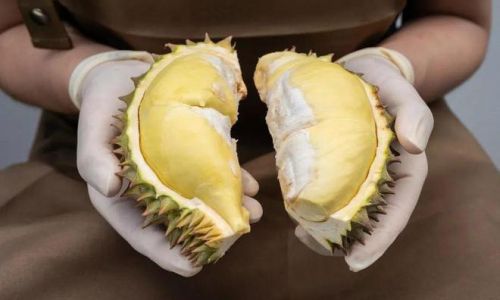 Thawing Durian Frozen in Liquid Nitrogen:A Comprehensive Guide