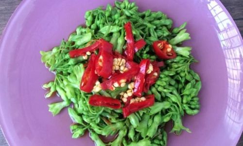 Mastering the Art of Cooking Night-Blooming Jasmine for a Delightful Culinary Experience