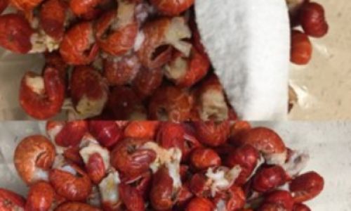 Mastering the Art of Peeling Shrimp Tails at Night Market Stir-Fries