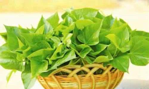 Preserving Natures Beauty:How to Air-Dry Leaves for Optimal Preservation