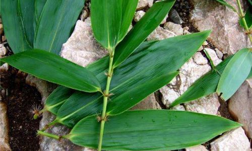 Preserving Natures Beauty:How to Air-Dry Leaves for Optimal Preservation