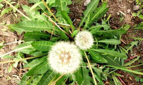 Preserving Natures Beauty:How to Air-Dry Leaves for Optimal Preservation