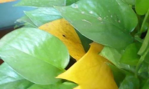Preserving Natures Beauty:How to Air-Dry Leaves for Optimal Preservation
