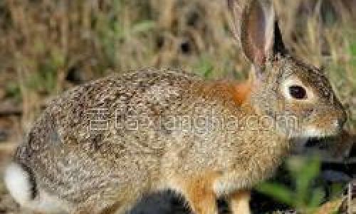 Culinary Delights:Exploring the Art of Preparing Wild Rabbit