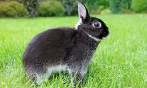 Culinary Delights:How to Cook Wild Rabbits to Perfection
