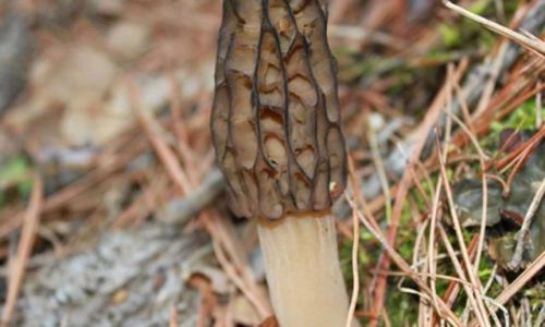 Discovering the Culinary Delights of Wild Morels:How to Enjoy This Gourmet Mushroom