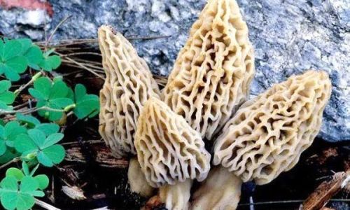 Discovering the Culinary Delights of Wild Morels:How to Enjoy This Gourmet Mushroom