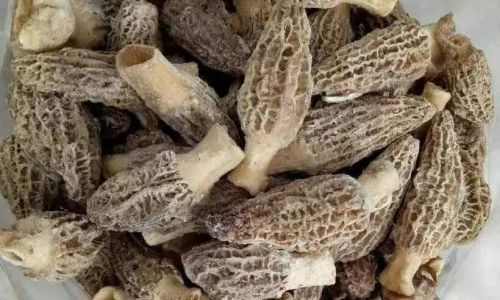 Discovering the Culinary Delights of Wild Morels:How to Enjoy This Gourmet Mushroom
