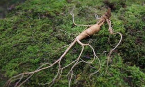 Preserving Wild Sonchus Asper:Techniques and Tips for Extending Freshness