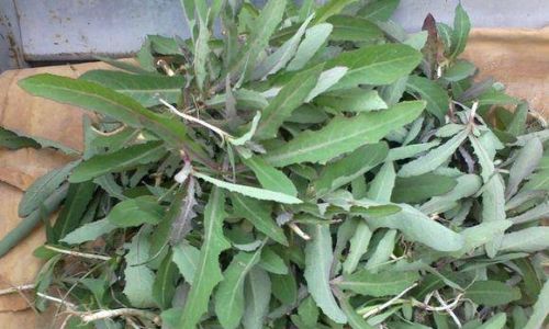 Preserving Wild Sonchus Asper:Techniques and Tips for Extending Freshness