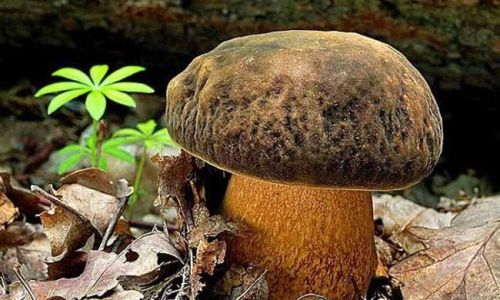 Preserving the Freshness of Wild Boletes:Techniques and Insights