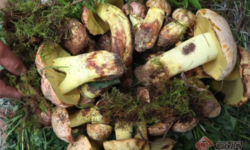 Preserving the Freshness of Wild Boletes:Techniques and Insights