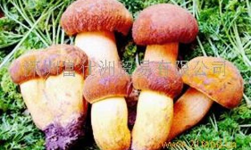 Preserving the Freshness of Wild Boletes:Techniques and Insights