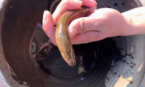 Understanding the Differences Between Wild and Farmed Rice Field Eels