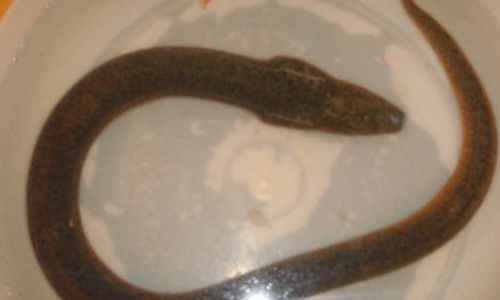 Understanding the Differences Between Wild and Farmed Rice Field Eels