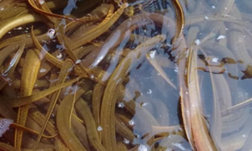 Understanding the Differences Between Wild and Farmed Rice Field Eels