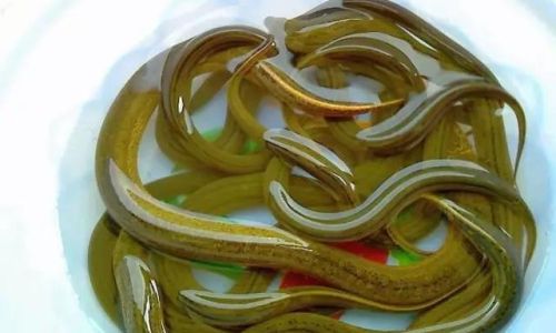 Understanding the Differences Between Wild and Farmed Rice Field Eels
