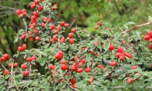 Drying Wild Goji Berries:A Comprehensive Guide