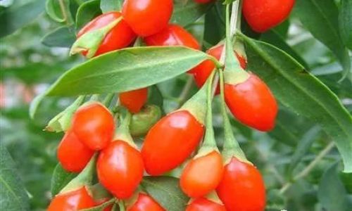 Exploring the Culinary Delights of Wild Goji Berries:How to Enjoy Their Natural Goodness