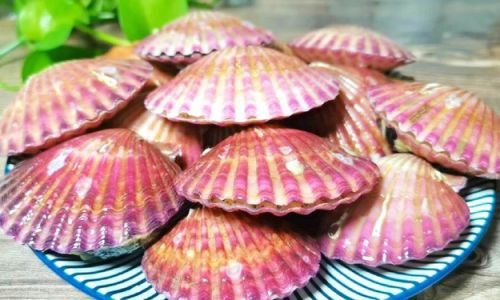 Delightful Culinary Journey:Crafting a Gourmet Dish from Wild Giant Clams