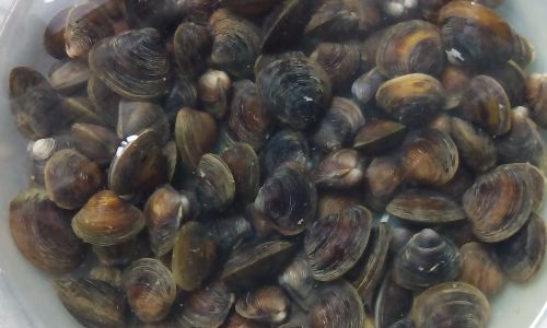 Delightful Culinary Journey:Crafting a Gourmet Dish from Wild Giant Clams