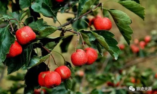 Determining the Ripeness of Wild Hawthorn:A Comprehensive Guide