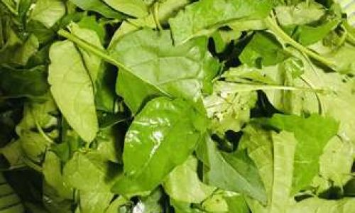 Exploring the Culinary Delights of Wild Cauliflower:Traditional Recipes and Modern Twists