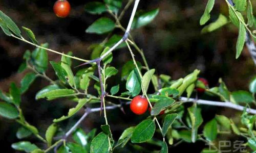 Discovering the Delights of Wild Jujube:How to Enjoy This Natural Treasure