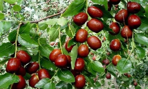 Discovering the Delights of Wild Jujube:How to Enjoy This Natural Treasure