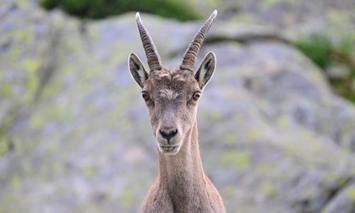 Culinary Delights of Wild Goat:Traditional and Innovative Recipes