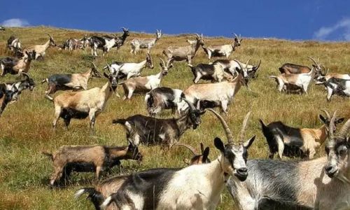 Culinary Delights of Wild Goat:Traditional and Innovative Recipes
