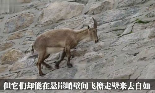 Culinary Delights of Wild Goat:Traditional and Innovative Recipes