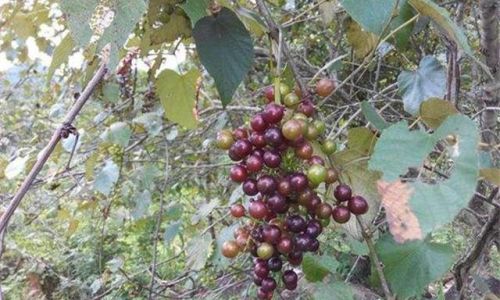 Crafting Gourmet Wild Grape Wine:A Step-by-Step Guide