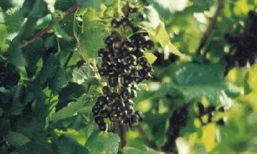 Crafting Gourmet Wild Grape Wine:A Step-by-Step Guide