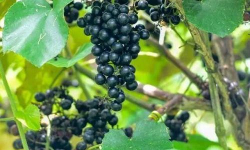 Crafting Gourmet Wild Grape Wine:A Step-by-Step Guide