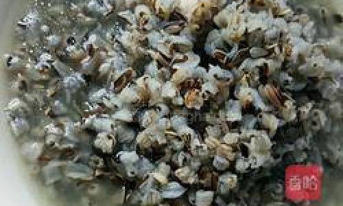 Exploring the Culinary Art of Wild Rice Preparation