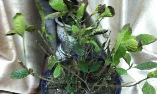 Can Wild Solanum nigrum Seedlings Be Stored in the Refrigerator for Freshness Preservation?