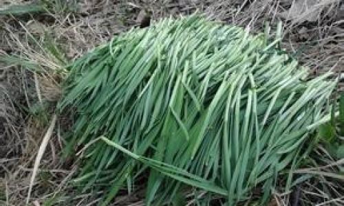 Culinary Delights:How to Cook Wild Leeks to Perfection