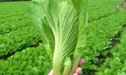 Drying Wild Mustard Greens:A Comprehensive Guide