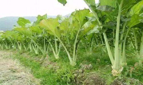 Drying Wild Mustard Greens:A Comprehensive Guide