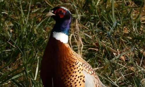 Cooking Pheasants:A Culinary Adventure