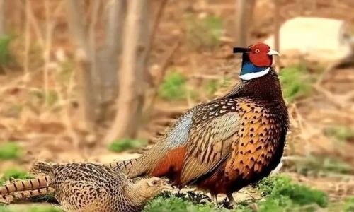 Cooking Pheasants:A Culinary Adventure