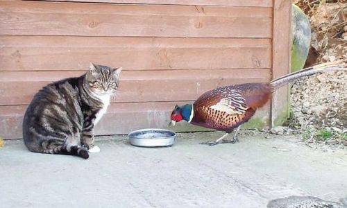 Dietary Preferences of Pheasants:An Insight into Their Food Choices