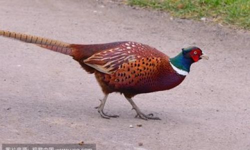 Dietary Preferences of Pheasants:An Insight into Their Food Choices