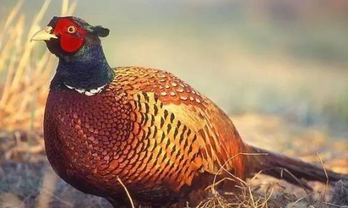 Dietary Preferences of Pheasants:An Insight into Their Food Choices