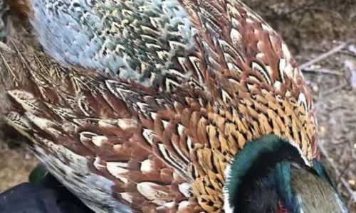 Dietary Preferences of Pheasants:An Insight into Their Food Choices