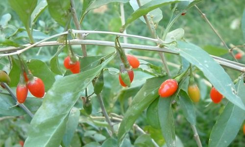 Understanding the Causes of Mold Growth on Dried Wild Goji Berries