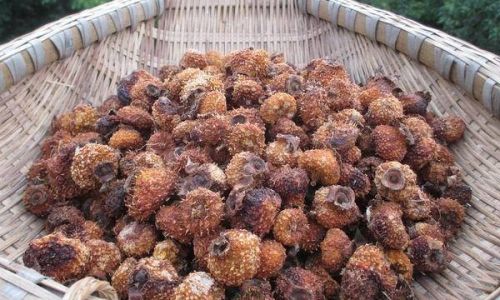 Drying Wild Rose Myrtle:A Comprehensive Guide