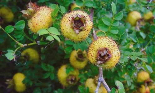 Drying Wild Rose Myrtle:A Comprehensive Guide