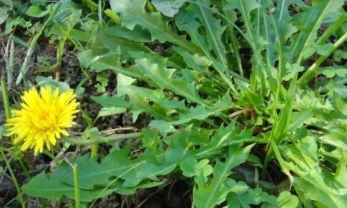 Exploring the Exotic Green Delight:What is Purple-Backed Vegetable Gynura bicolor)